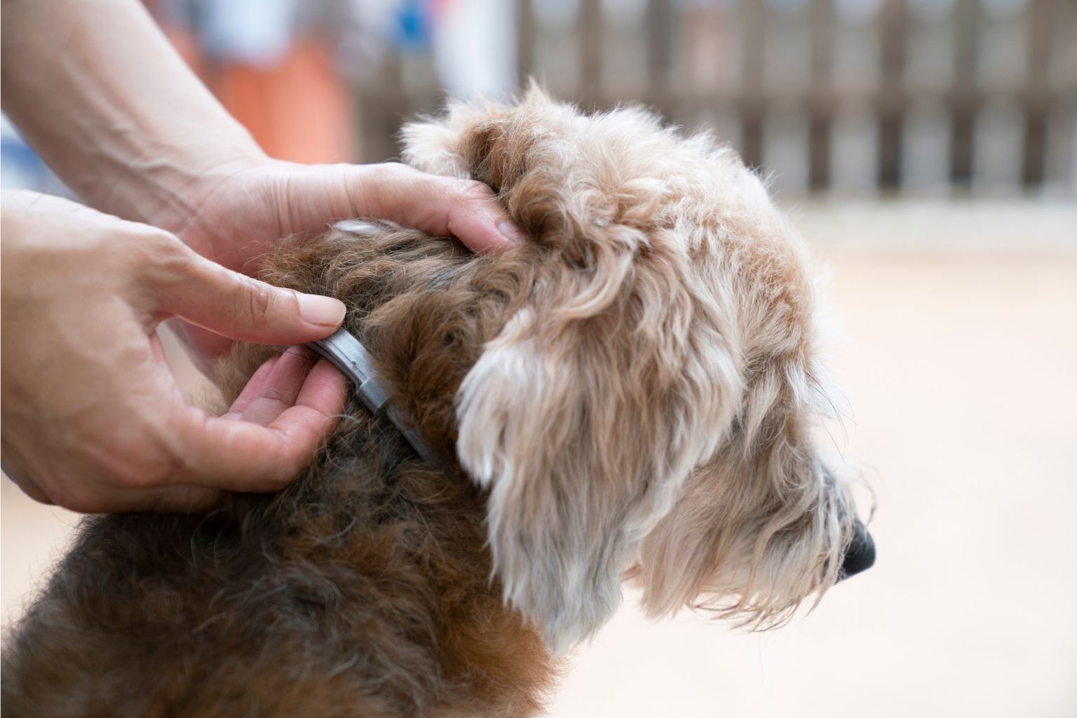 Come combattere le zecche sui nostri animali?