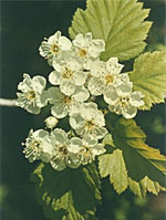 MSA CRATAEGUS OXYACA 50 ML - farmaciabianca.it